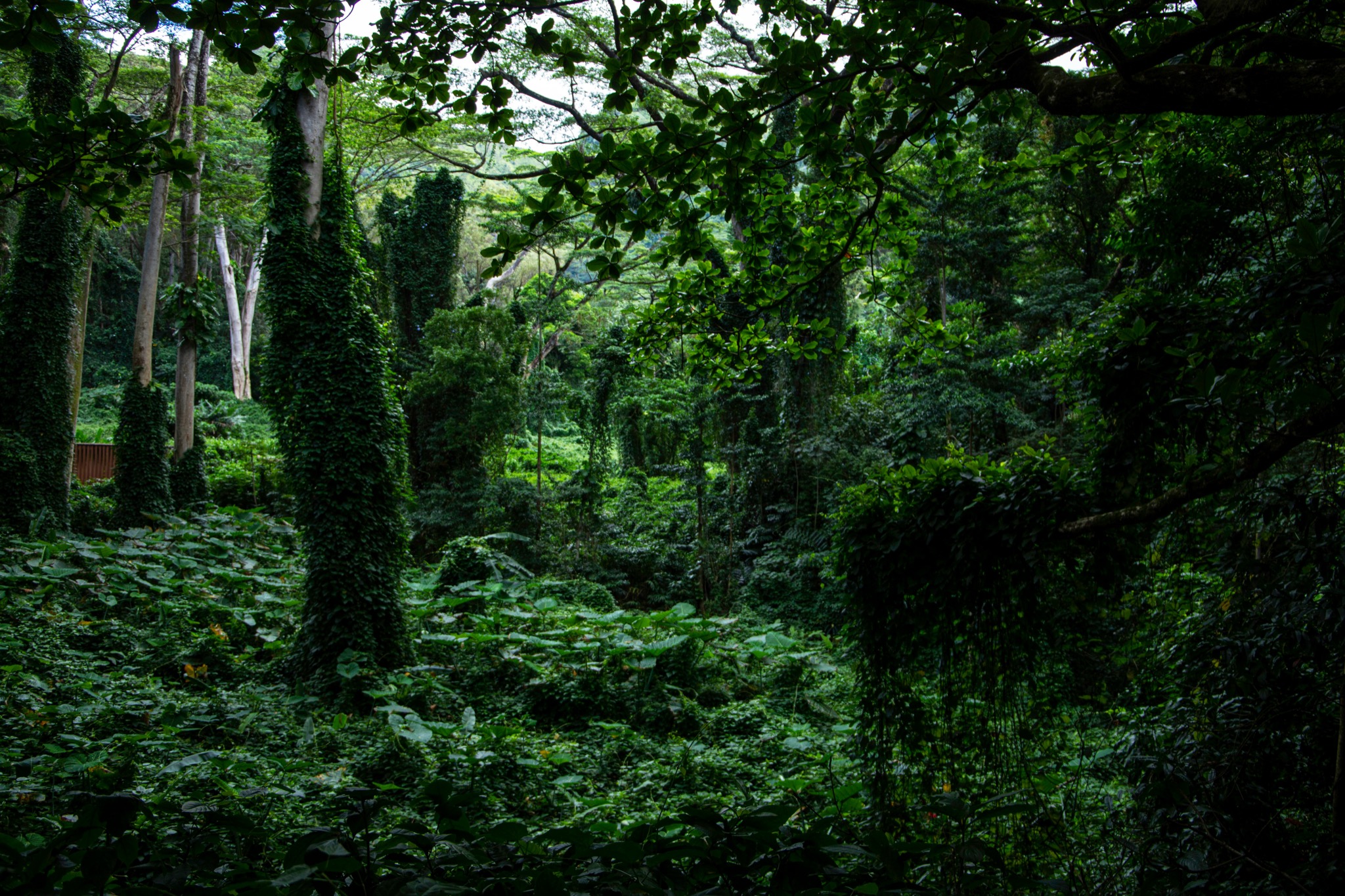 Bwindi Impenetrable Forest